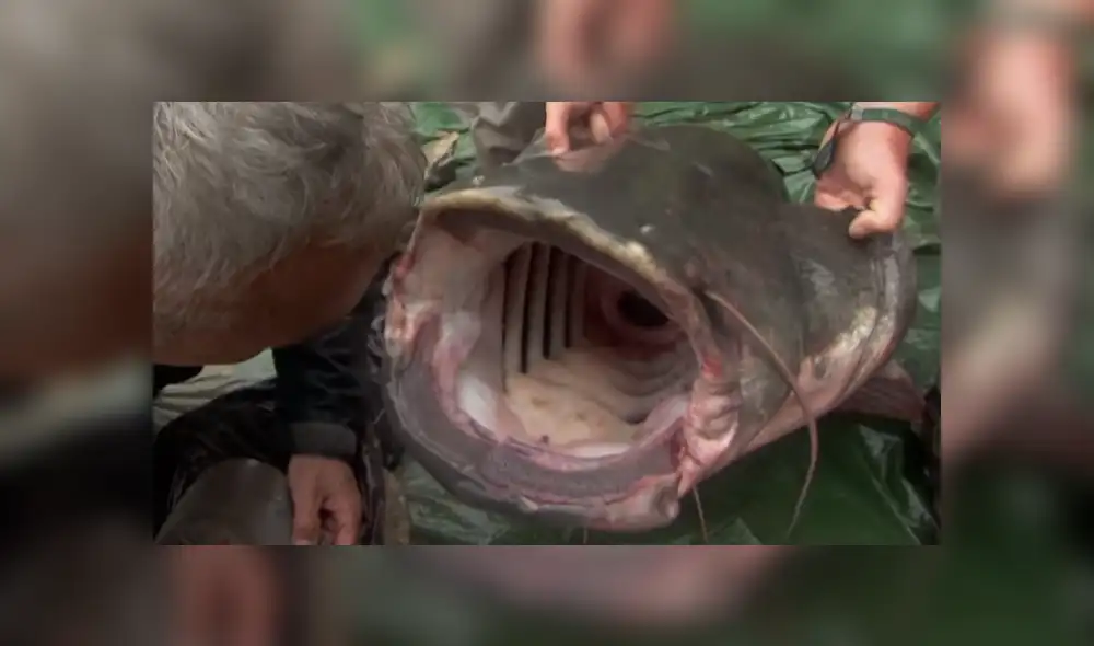 YouTube viral: investigadores encuentran a misteriosa criatura que causa terror en usuarios [VIDEO]