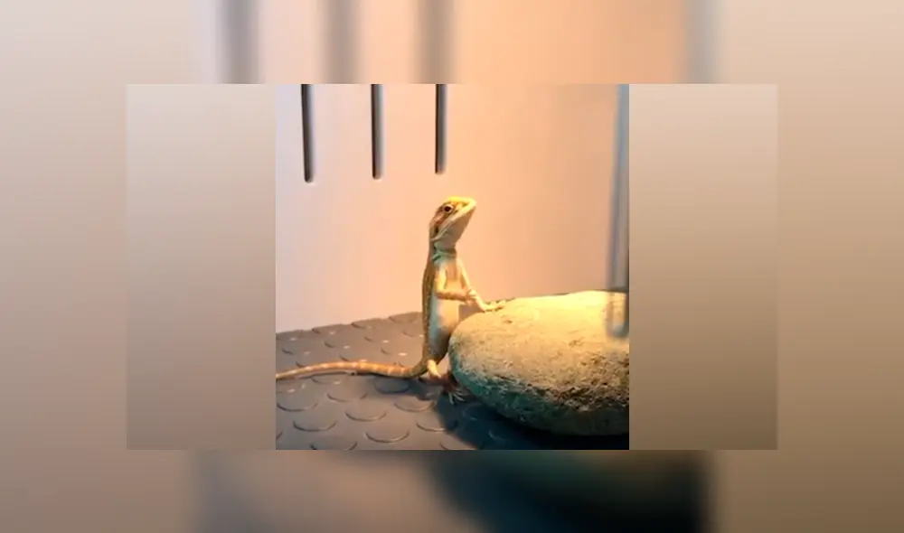 Desliza hacia la izquierda para ver la increíble habilidad del reptil para meditar. (Foto: captura)