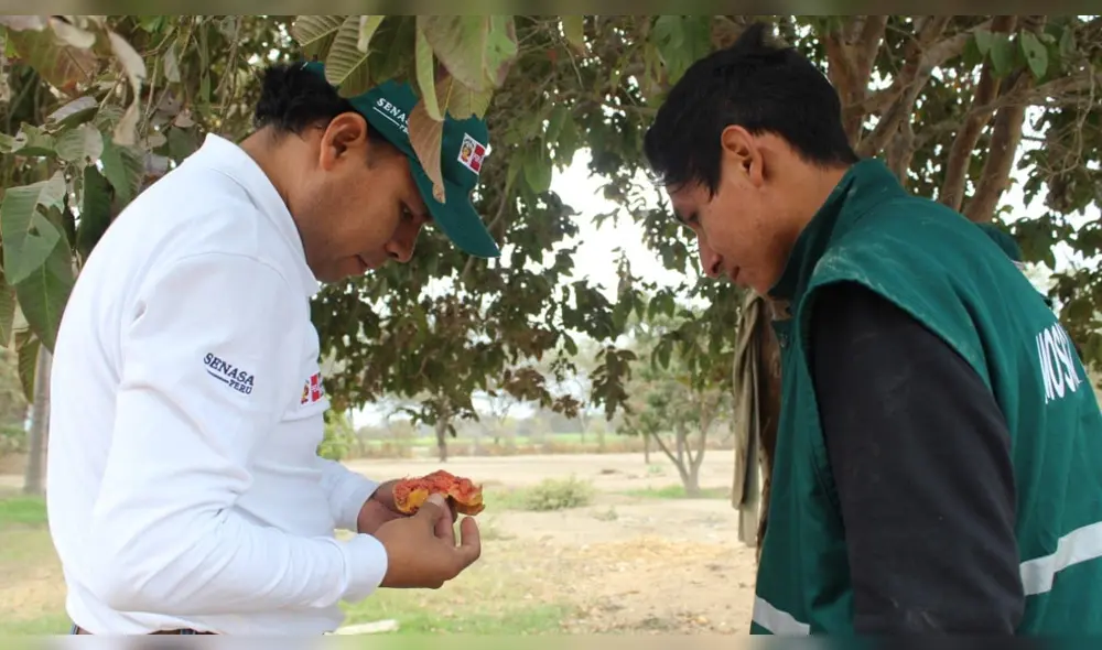 Buscan que agricultores aprendan las actividades para controlar la plaga.