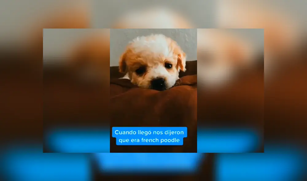 Desliza las imágenes hacia la izquierda para saber sobre la verdadera raza de un perro que fue acogido por una joven.