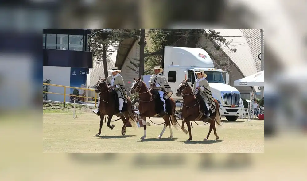 Lucen caballos de paso en concurso organizado por criadores de Arequipa [FOTOS] 