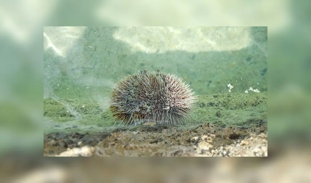 Si las moléculas del erizo de mar se usan para combatir el coronavirus, depende del Gobierno argentino o en su defecto de empresas privadas. Foto: Pixabay Si las moléculas del erizo de mar se usan para combatir el coronavirus, depende del Gobierno argentino o en su defecto de empresas privadas. Foto: Pixabay