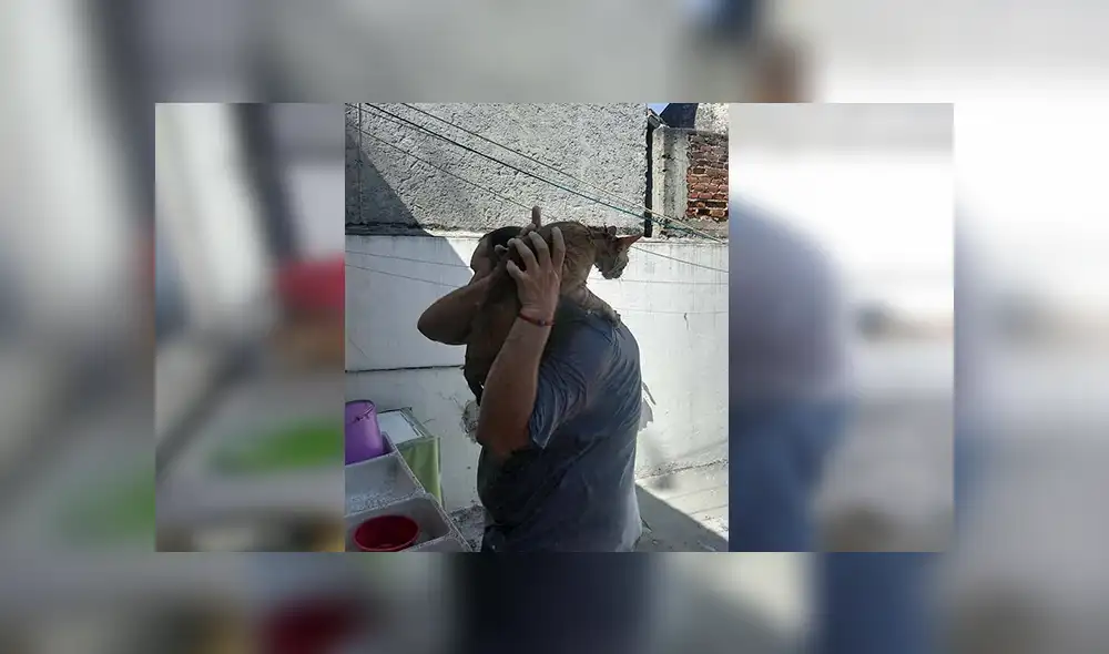 Facebook viral: señor encuentra a gato abandonado, lo lleva a su casa y sucede lo peor [VIDEO]