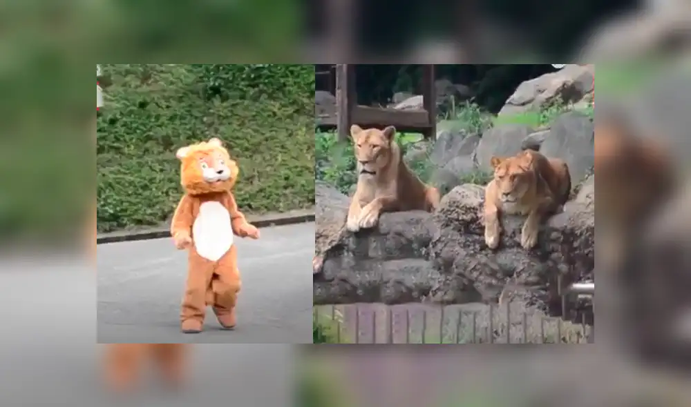 Chico disfrazado de león ingresa a recinto de depredadores y sucede algo inesperado Chico disfrazado de león ingresa a recinto de depredadores y sucede algo inesperado