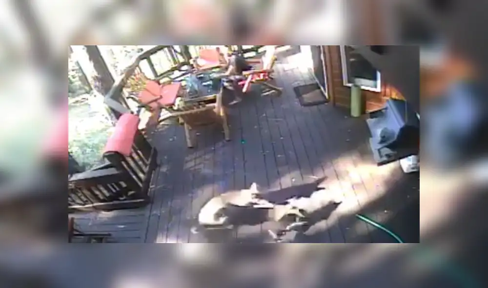 A través de YouTube se hizo viral el tenso momento en que un hambriento coyote ataca a un pequeño perro.