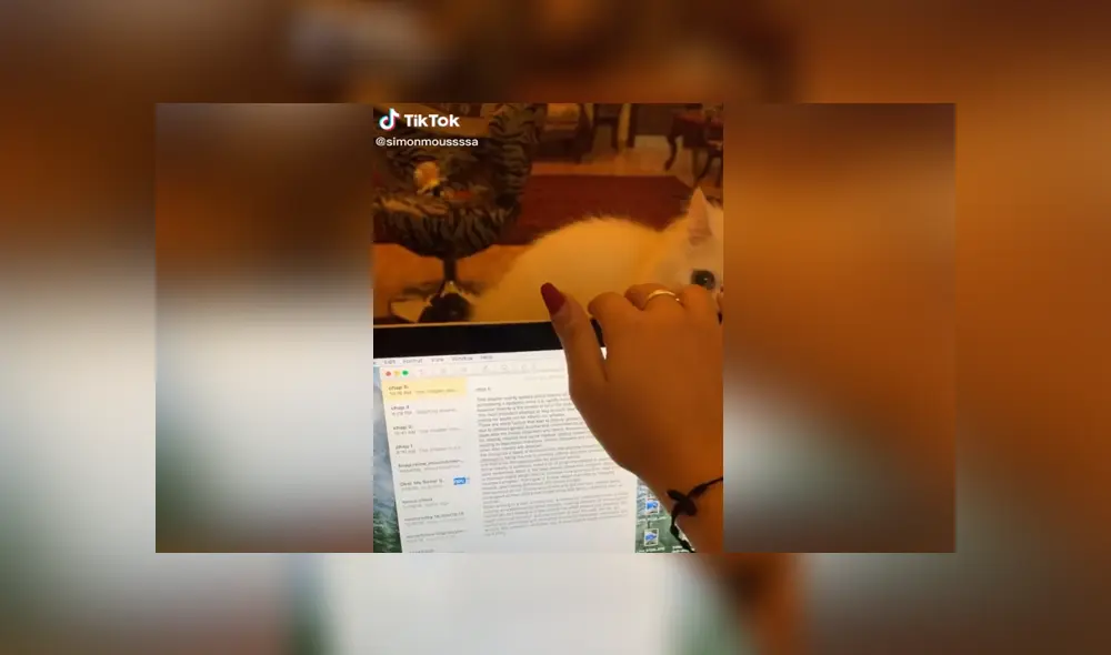 A través de TikTok se hizo viral el momento en que un gato malogra la latop de su dueña por accidente.