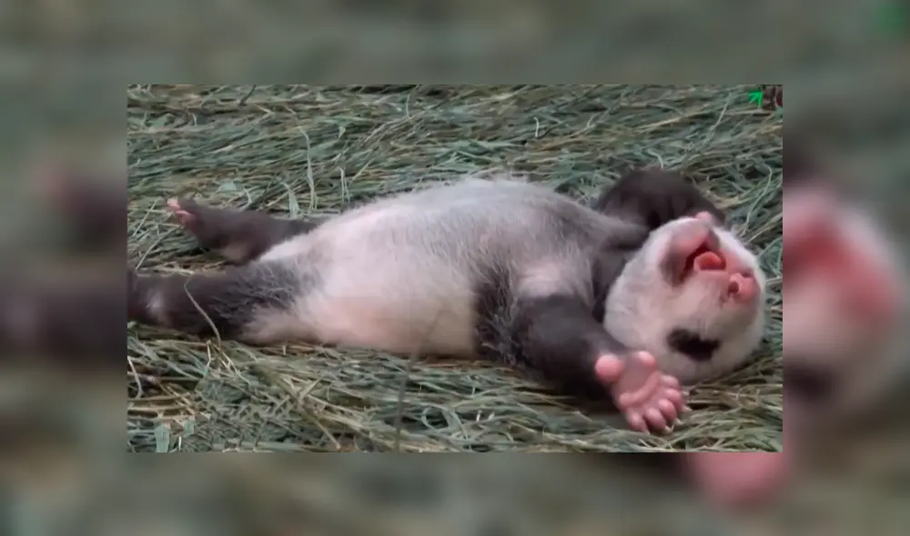 Desliza para ver la imágenes de la pequeña panda bautizada como Rou Rou. Foto: RT/Twitter