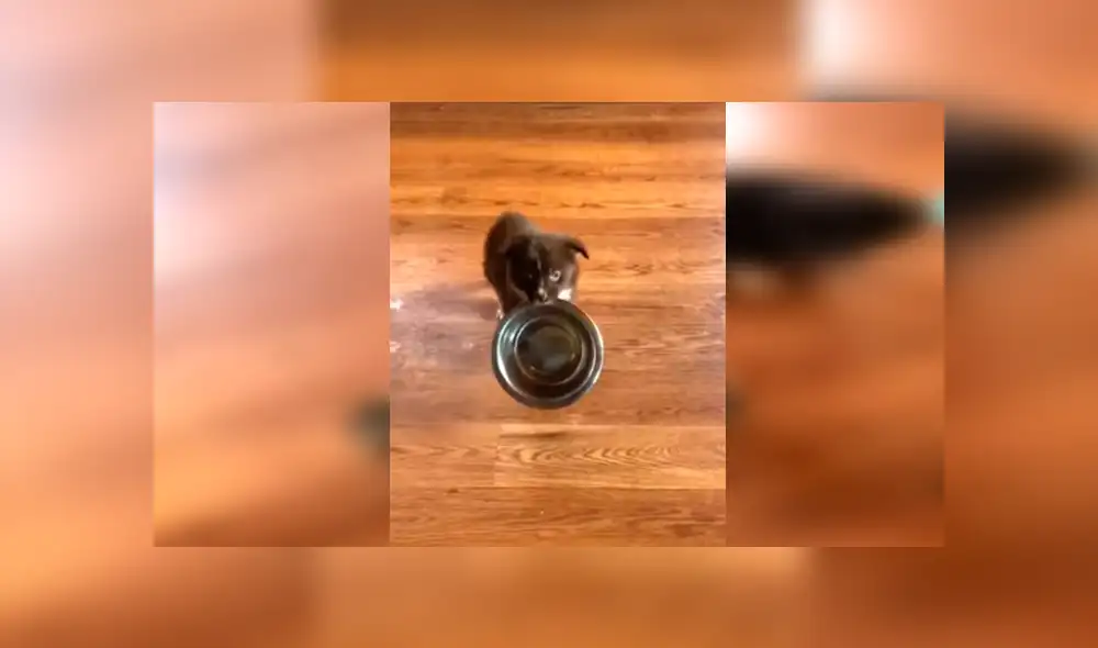 En YouTube, un cachorro no soportó que su dueña atienda a sus hermanos primero y tuvo una inusual reacción.