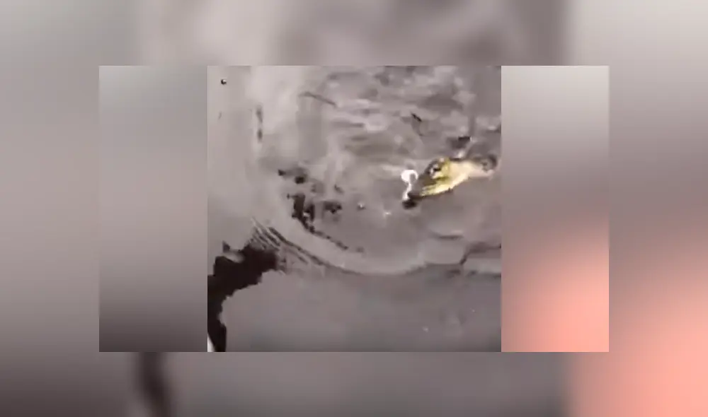 Hombre pesca un pez y extraña criatura emerge del río para devorar su presa [VIDEO] 