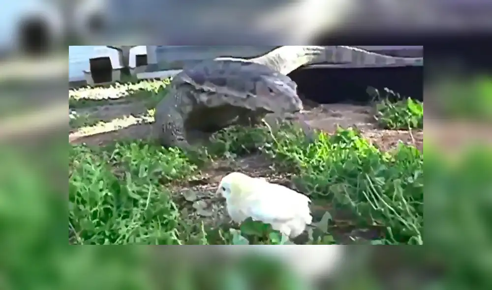 YouTube viral: dragón de komodo devora a un indefenso pollito ante la mirada de su dueño