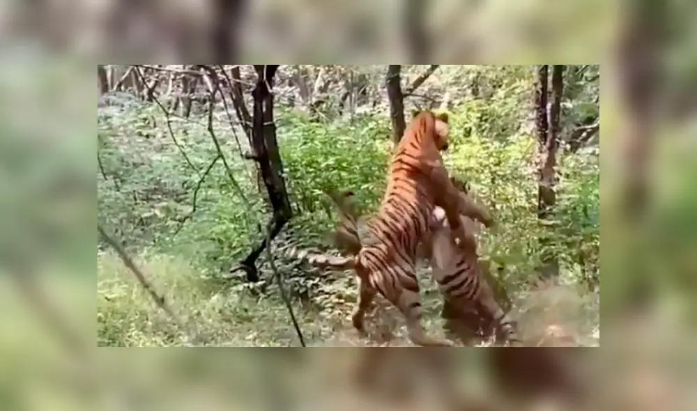 Desliza hacia la izquierda para ver el épico enfrentamiento de dos tigres machos que fueron captados por un grupo de turistas en la selva de la India. El video es viral de YouTube.