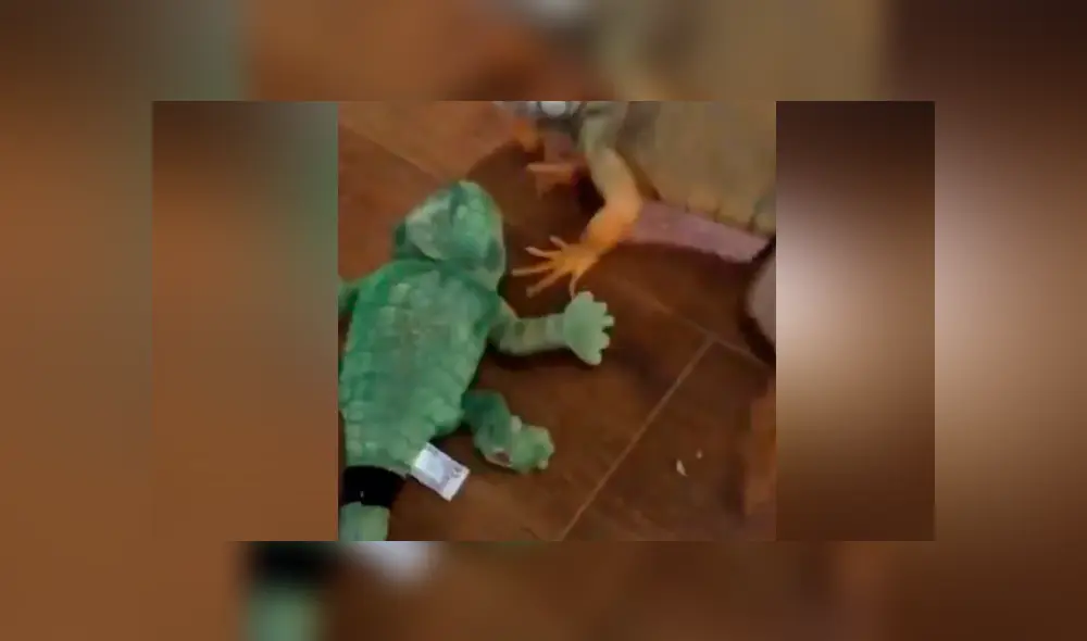 Facebook viral: Iguana se confunde de rival y lo somete a duros golpes; desenlace es cómico [VIDEO] 