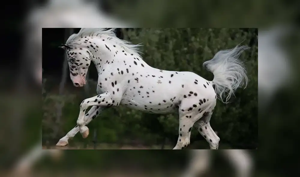 Facebook viral: perro dálmata conoce a caballo 'leopardo' y tiene increíble reacción [VIDEO]