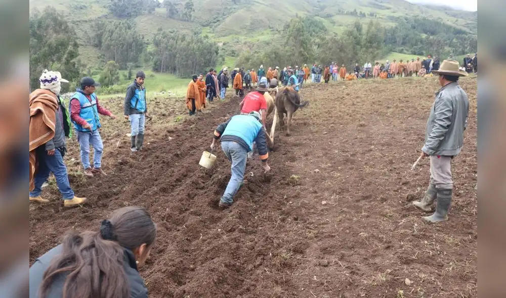 Proyecto piloto de pastos asociados.
