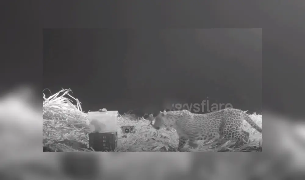 En Facebook se viralizó el conmovedor reencuentro de una mamá leopardo con su cachorro que se perdió en medio de la selva.