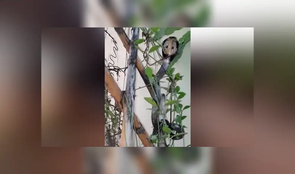 Chico intenta meter peligrosa serpiente en botella de plástico, sin imaginar lo que pasaría [VIDEO]