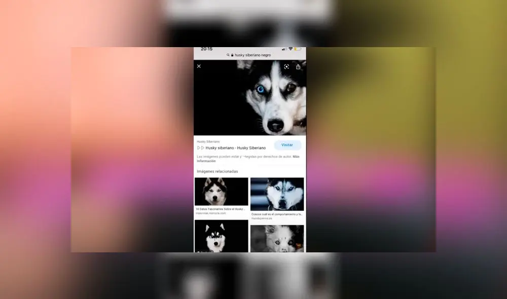 Desliza las imágenes para ver la verdadera raza que tuvo este presunto perro husky siberiano: Genesis Cris/TikTok
