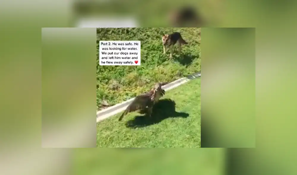 Desliza para ver todas las imágenes de Facebook. Foto: captura