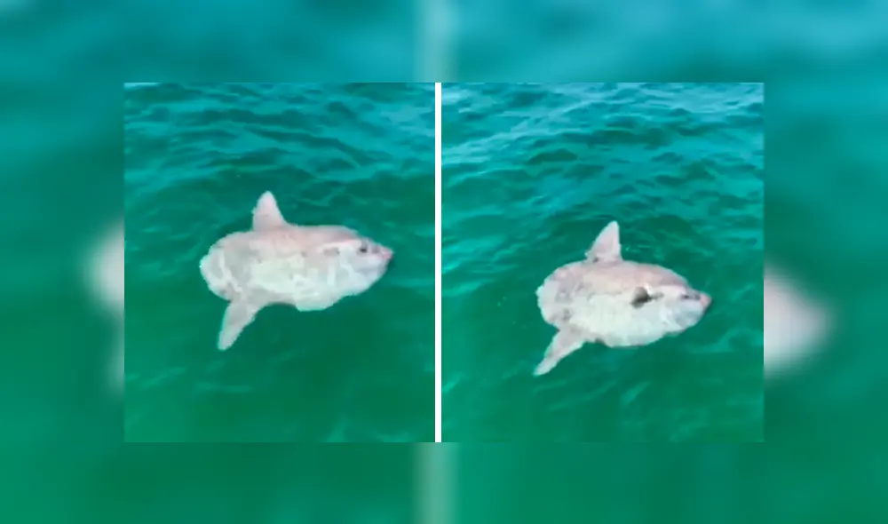 Desliza cada captura del video viral de YouTube hacia la izquierda.