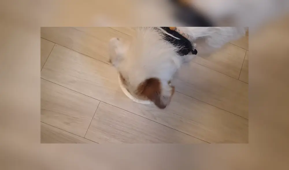 Un perro sorprendió a miles al llevar su plato de comida hasta su dueño cada vez que le tocaba comer. Foto: TikTok Un perro sorprendió a miles al llevar su plato de comida hasta su dueño cada vez que le tocaba comer. Foto: TikTok