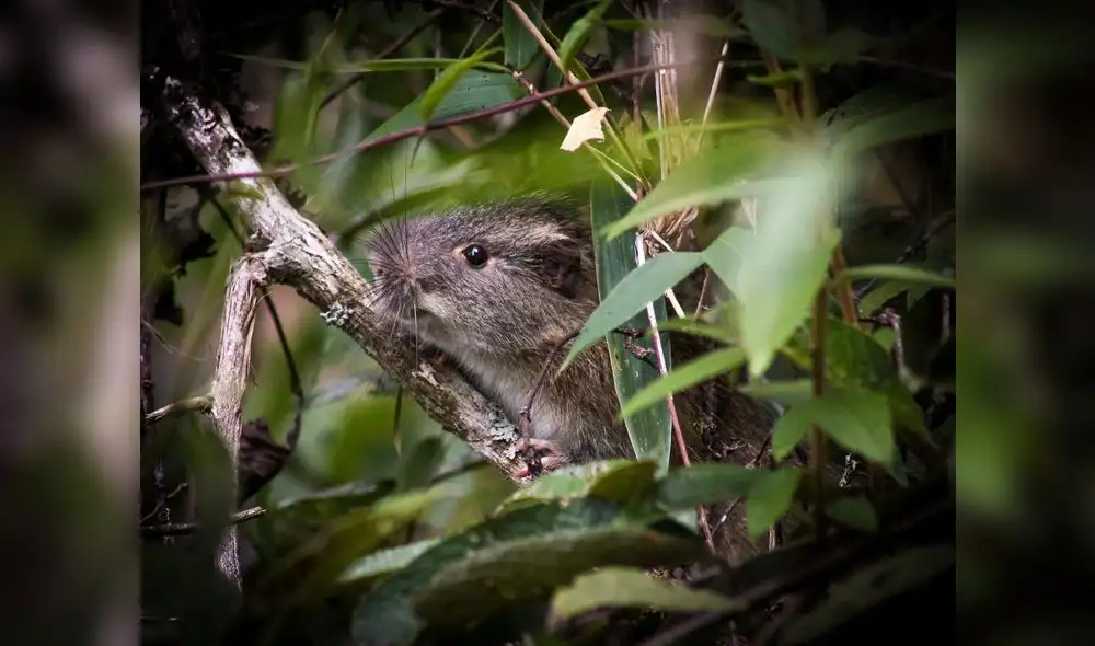 Hallan una rara especie de roedor en la ciudadela de Machupicchu Hallan una rara especie de roedor en la ciudadela de Machupicchu