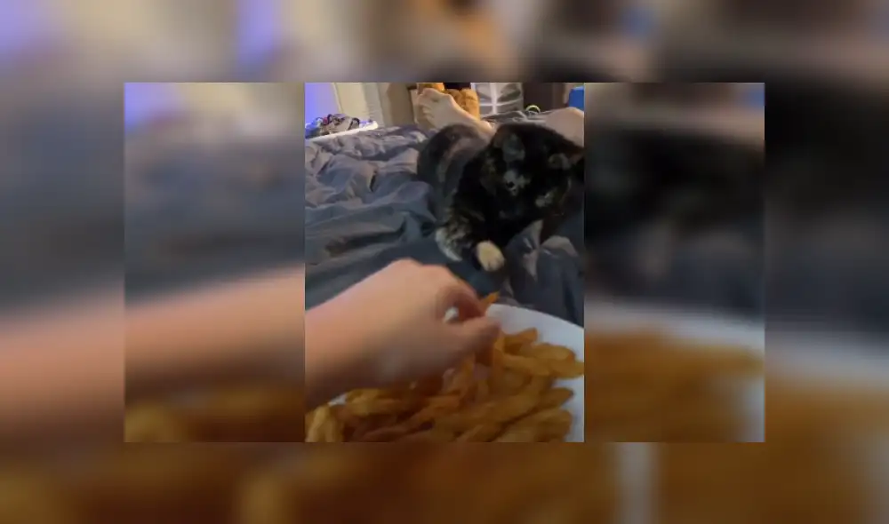 Desliza hacia la izquierda para ver más imágenes sobre este travieso felino. (Foto: captura / TikTok)