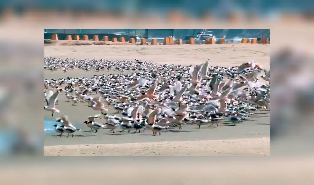 La playa de Chorrillos es constantemente concurrida por bañistas. Foto: Captura en Twitter.