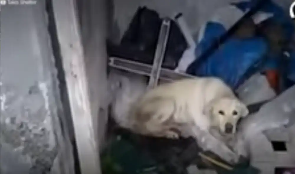 Desliza hacia la izquierda para ver las imágenes del video viral. Foto: captura de YouTube.