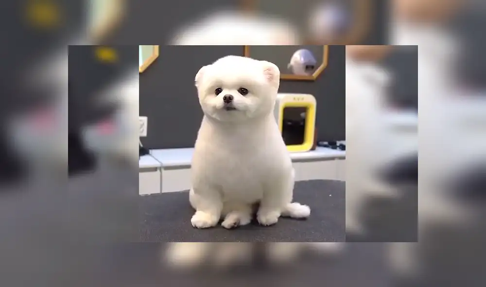 En Facebook, un perro fue sometido a un radical cambio y el resultado sorprendió a su dueño. En Facebook, un perro fue sometido a un radical cambio y el resultado sorprendió a su dueño.