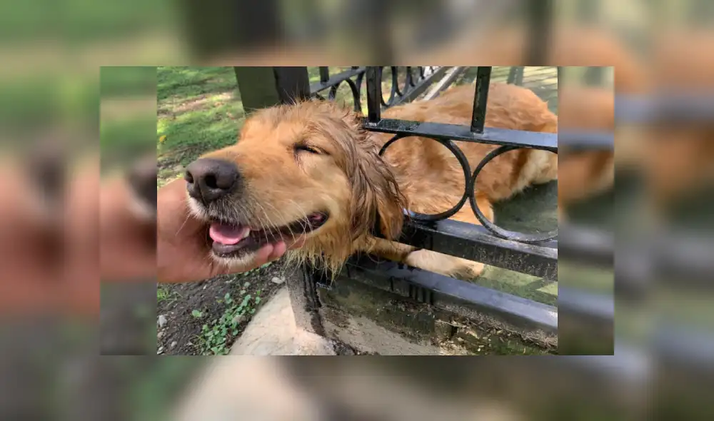 Desliza hacia la izquierda para ver más imágenes de la dulce respuesta que le dio esta cachorra a los bomberos que la rescataron. (Foto: Facebook / Protección Civil y Bomberos Zapopan)