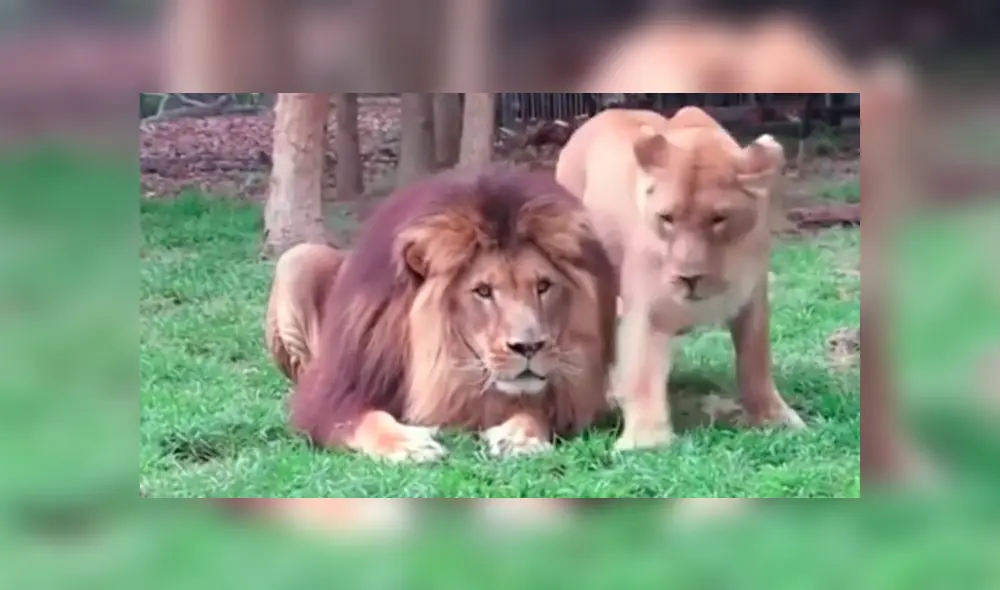 En YouTube, una leona se acercó a su pareja para llamar su atención, pero fue rechazada de la peor manera. En YouTube, una leona se acercó a su pareja para llamar su atención, pero fue rechazada de la peor manera.