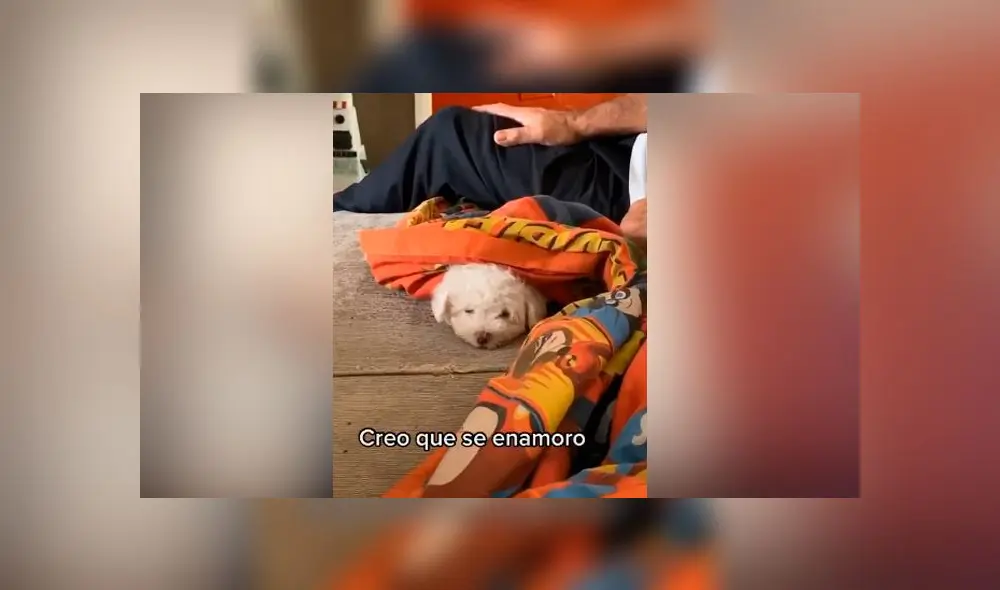 Desliza las imágenes para ver la emotiva escena que protagonizó este hombre al conocer al perro bebé que adoptó su familia. Foto: TikTok Desliza las imágenes para ver la emotiva escena que protagonizó este hombre al conocer al perro bebé que adoptó su familia. Foto: TikTok