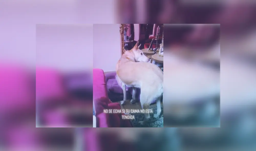 Desliza las imágenes para ver más detalles del curioso comportamiento de este perro antes de irse a dormir. (Foto: captura / TikTok)