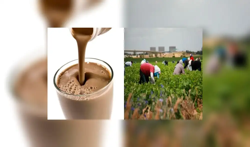 Estados Unidos: Más de 16 millones de personas piensan que la chocolatada viene de vacas marrones 