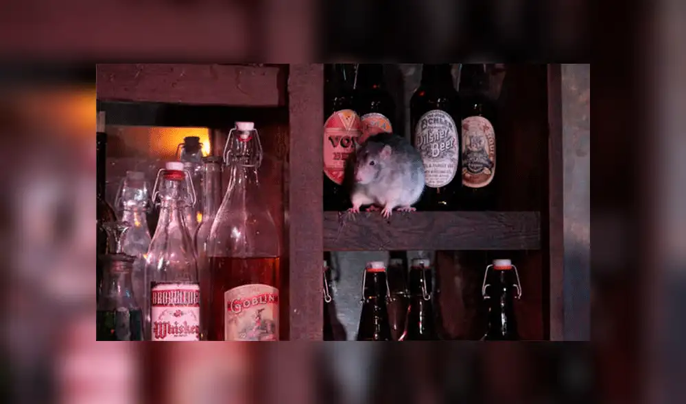Facebook: bar sorprende al ofrecer a sus clientes 'olvidar las penas' al lado de enormes ratas [VIDEO]