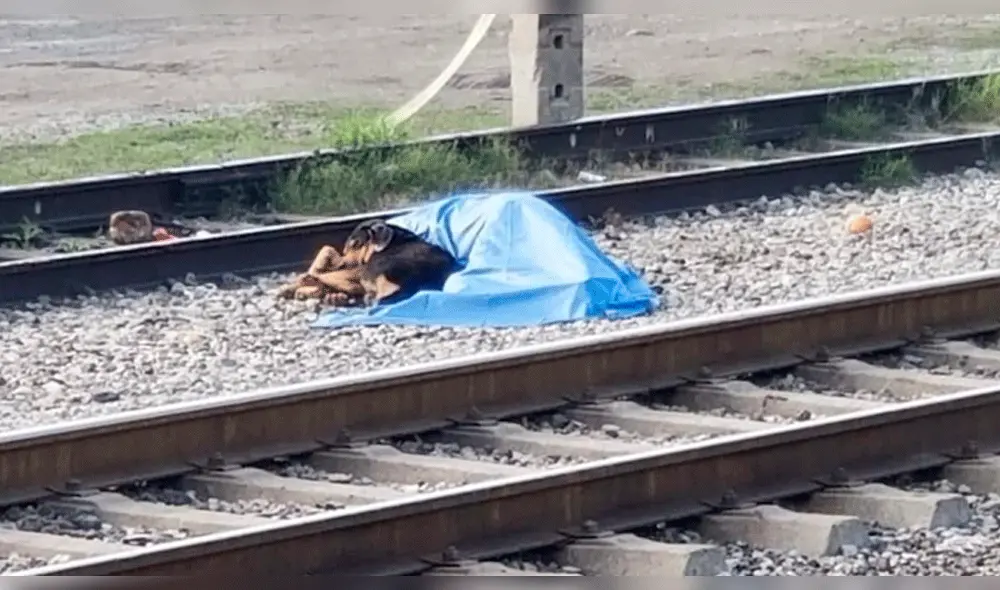 Perro acompañó a su dueño fallecido tras ser atropellado por tren [VIDEO]