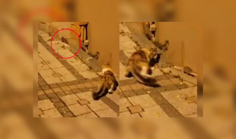 El felino estaba a punto de convertir al pequeño roedor en su cena, cuando fue sorprendido por la intempestiva reacción de este