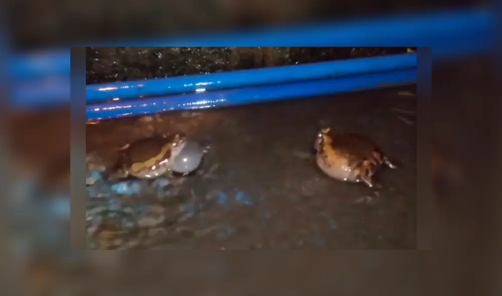 Facebook viral: brutal pelea entre dos ranas por una hembra en celo tiene desolador final [VIDEO] 