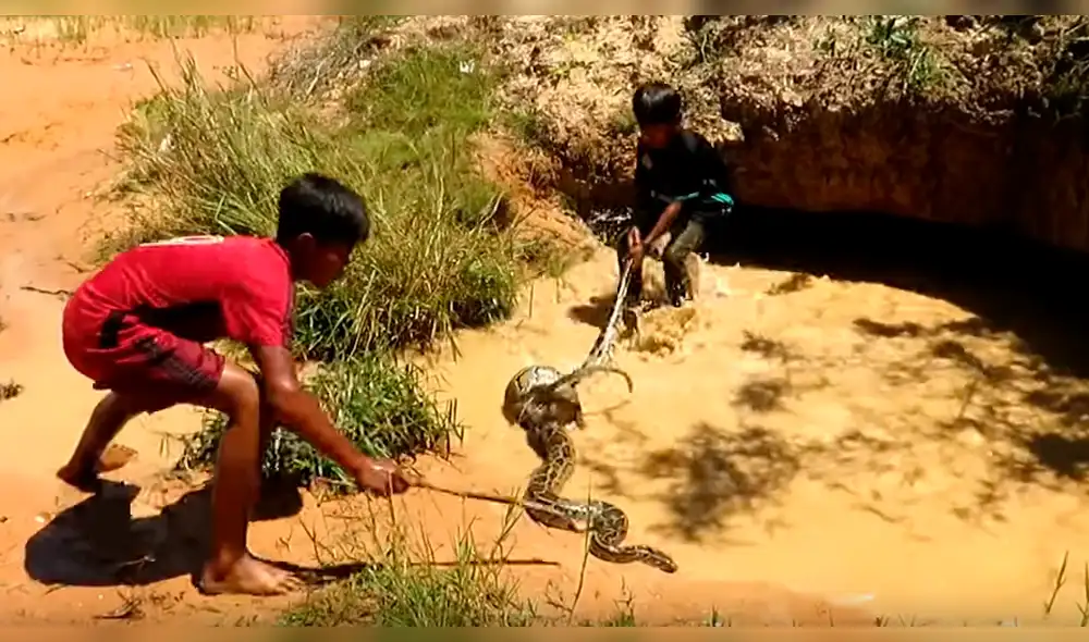 YouTube viral: niños se enfrentan contra temible anaconda para defender a 'monito' [VIDEO] 