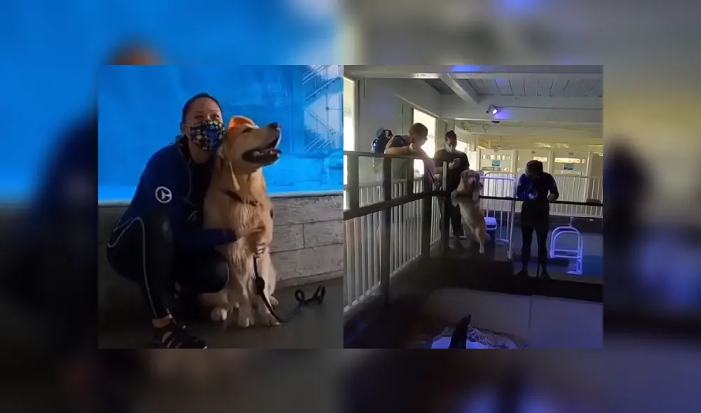 Desliza hacia la izquierda para ver más imágenes de este conmovedor encuentro entre un perro y un delfín. (Foto: captura / YouTube) Desliza hacia la izquierda para ver más imágenes de este conmovedor encuentro entre un perro y un delfín. (Foto: captura / YouTube)