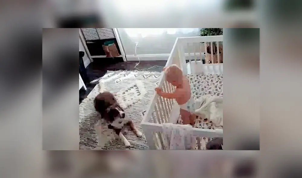 Perro y bebé son captados en tierna situación mientras todos duermen [VIDEO] 