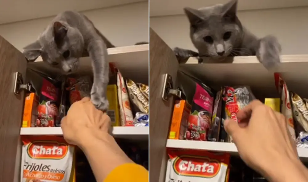 Desliza las imágenes para ver más sobre el divertido comportamiento de este felino. Foto: captura de TikTok Desliza las imágenes para ver más sobre el divertido comportamiento de este felino. Foto: captura de TikTok