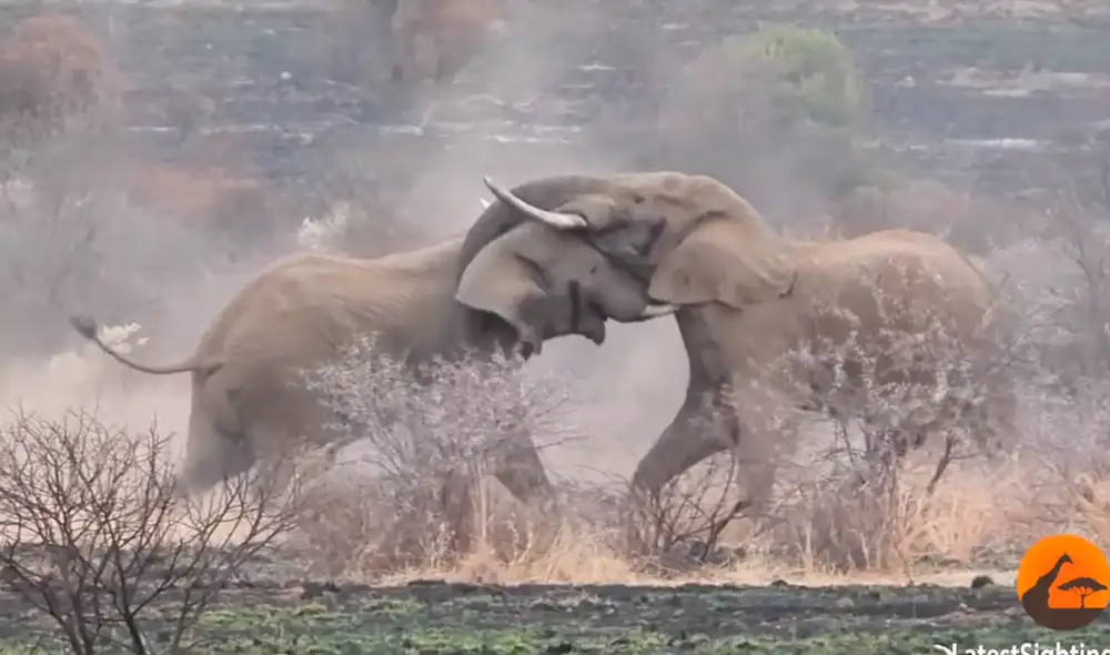 Los elefantes mueren principalmente por la caza de los humanos. Foto: Kruger Sightings / YouTube Los elefantes mueren principalmente por la caza de los humanos. Foto: Kruger Sightings / YouTube