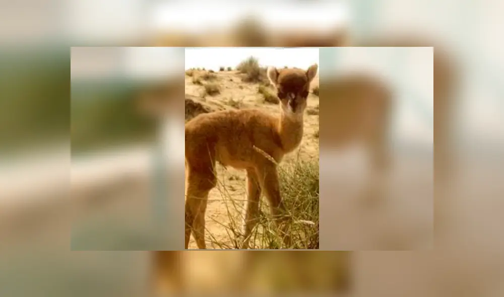 Desliza para ver el aspecto del 'Cama' que enamoró a miles en YouTube. Foto: Captura. Desliza para ver el aspecto del 'Cama' que enamoró a miles en YouTube. Foto: Captura.