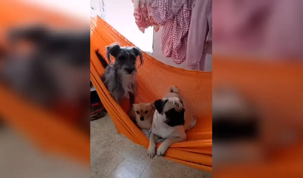 Desliza las imágenes para conocer el tierno gesto que tuvo una joven al hacerse unos tatuajes inspirados en sus perros. Foto: captura de Facebook