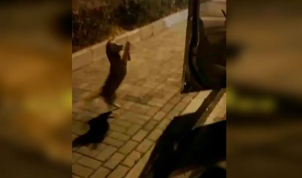 Desliza las imágenes para ver al tierno perrito llorando cuando recibió un poco de cariño. Foto: captura de Facebook