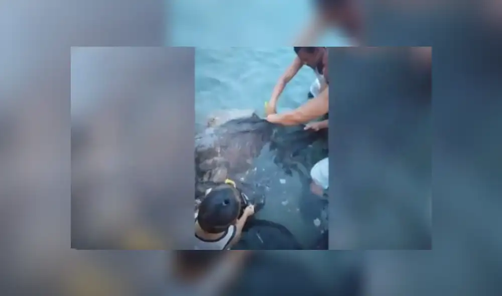 Desliza hacia la izquierda para ver más del video viral. Fotocaptura: Youtube Desliza hacia la izquierda para ver más del video viral. Fotocaptura: Youtube