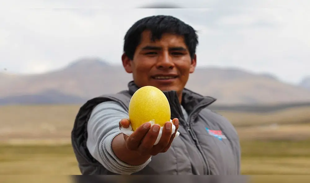 BIÓLOGO. Edwin Adderly Hancco Arenas, uno de los responsables del cuidado y reproducción de los Suris.