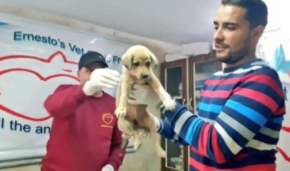 Desliza para ver las imágenes del cachorro Bobe. Foto: Zoorprendente Desliza para ver las imágenes del cachorro Bobe. Foto: Zoorprendente
