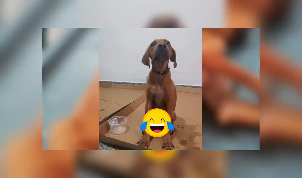 Facebook viral: encuentra perro moribundo en la calle, lo adopta y luego de algunos meses luce así